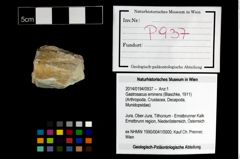 Foto (Objekt + Etikett) von Gastrosacus eminens (Blaschke, 1911)  (NHMW-GEO-2014-0194-0937)